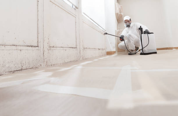 Black mold remediation team in Kearny