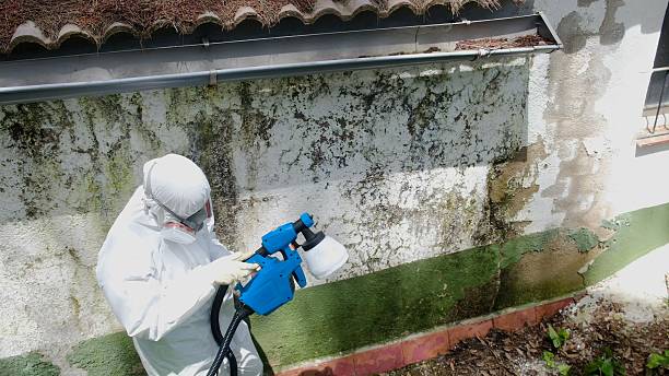 Mold Remediation service in Kearny, Kearny, NJ